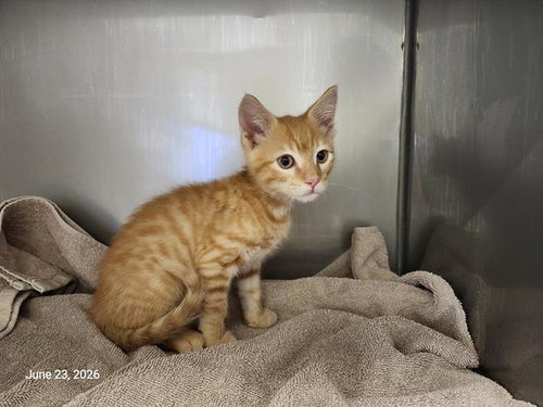 CURRY*, Baby Domestic Short Hair (medium coat), cat for adoption in Cupertino, California