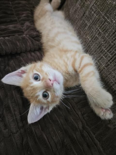 CURRY*, Baby Domestic Short Hair (medium coat), cat for adoption in Campbell, California