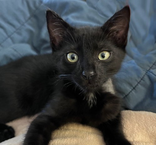 JET*, Baby Domestic Short Hair (medium coat), cat for adoption in Campbell, California