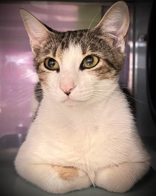 LUNA, Young Domestic Medium Hair (medium coat), cat for adoption in Campbell, California