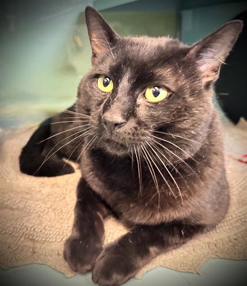 MORGAN*, Young Domestic Short Hair (medium coat), cat for adoption in Campbell, California