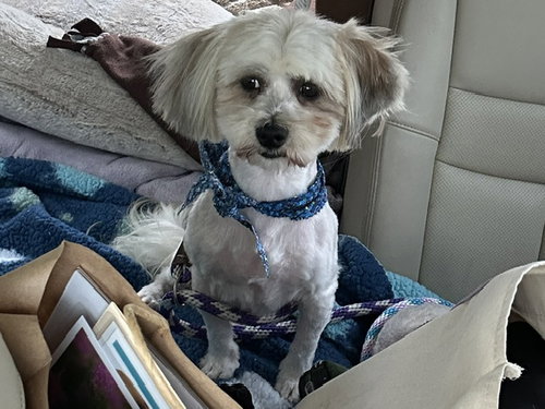 VOLTAIRE*, an adoptable Lhasa Apso in Santa Cruz, CA