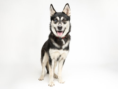 LULU, an adoptable Siberian Husky in Santa Cruz, CA