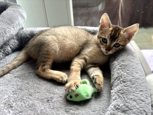 SERENA*, an adoptable Abyssinian in Santa Cruz, CA