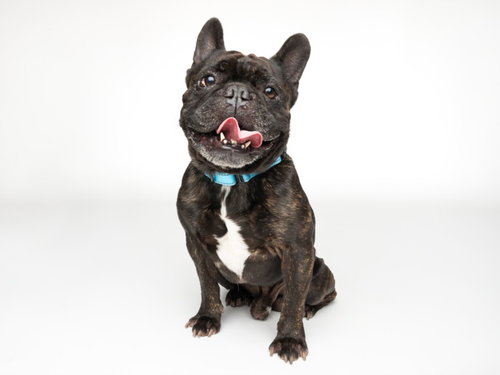 OLY, an adoptable French Bulldog in Santa Cruz, CA