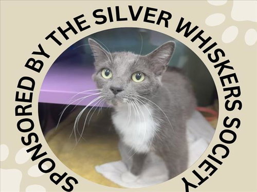 MIA, an adoptable Domestic Short Hair in Santa Cruz, CA