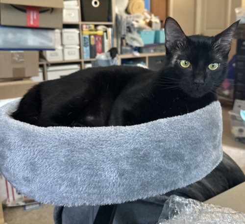 FORCE FIELD*, an adoptable Domestic Short Hair in Santa Cruz, CA