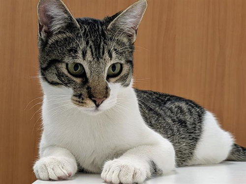 LUPITA*, an adoptable Domestic Short Hair in Santa Cruz, CA