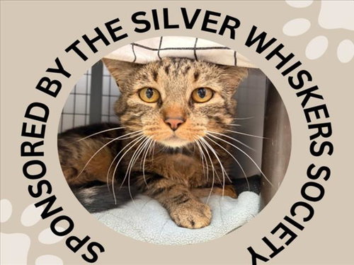 BABY BONES, an adoptable Domestic Short Hair in Santa Cruz, CA