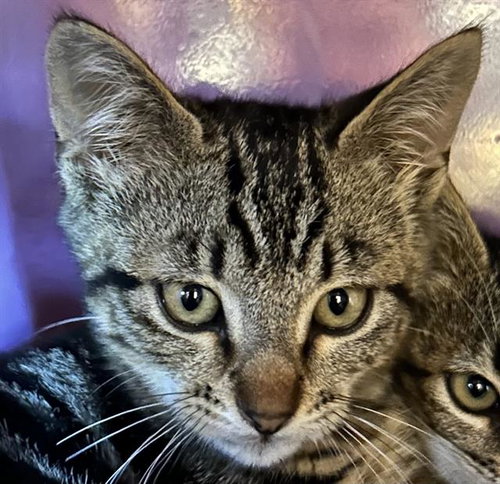 OAK*, an adoptable Domestic Short Hair in Santa Cruz, CA