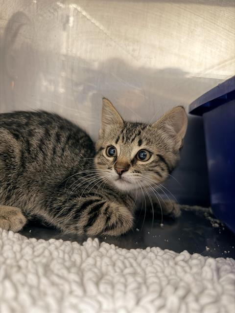 MAPLE*, an adoptable Domestic Short Hair in Santa Cruz, CA