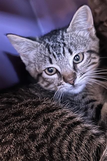 MANZANITA*, an adoptable Domestic Medium Hair in Santa Cruz, CA