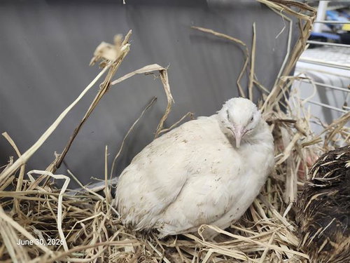 Quincy The Quail*