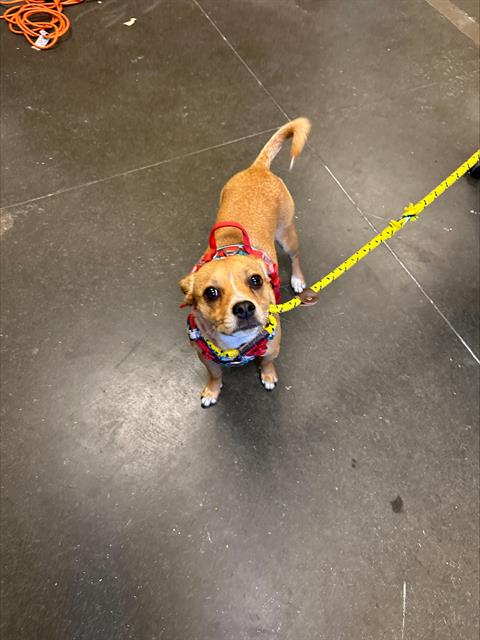 PEANUT, an adoptable Chihuahua in Santa Cruz, CA