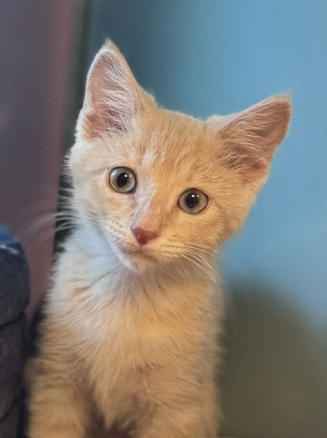 POPSICLE*, an adoptable Domestic Short Hair in Santa Cruz, CA