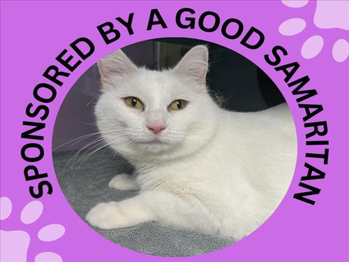 picture of the cat needing adoption