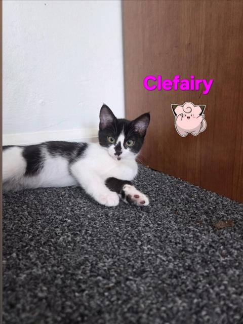 Clefairy*