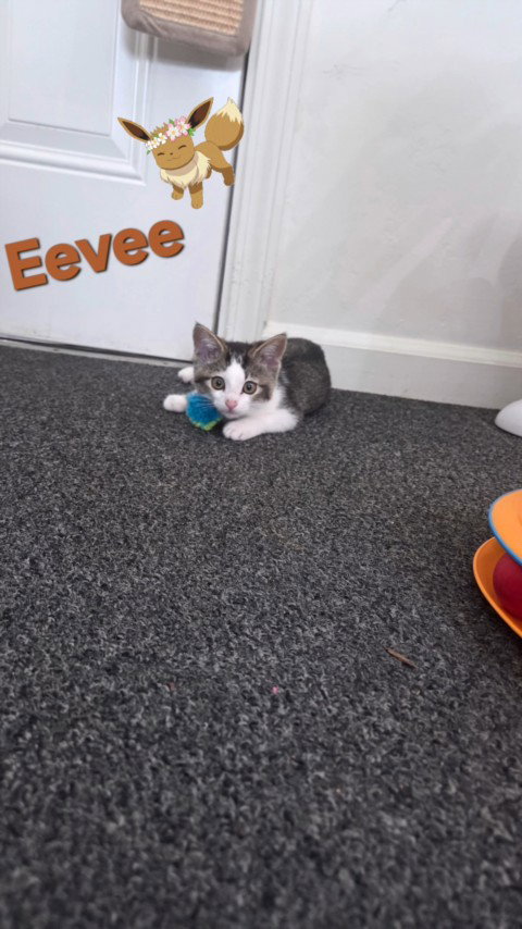 Eevee*