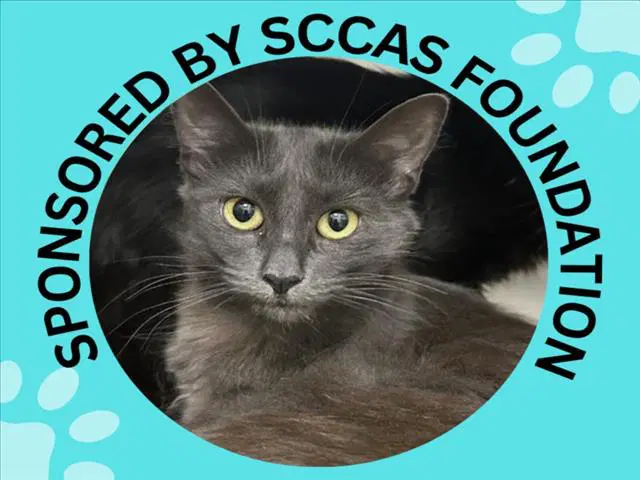 Princess - Domestic Medium Hair