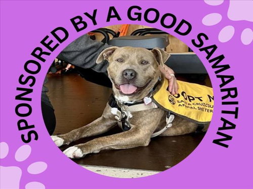 picture of the dog needing adoption