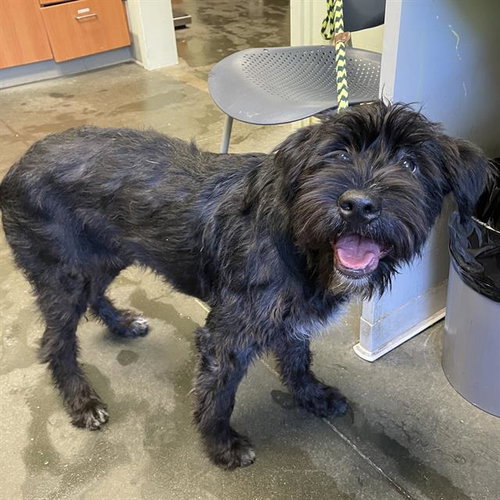 CRICKET*, an adoptable Schnauzer in Santa Cruz, CA