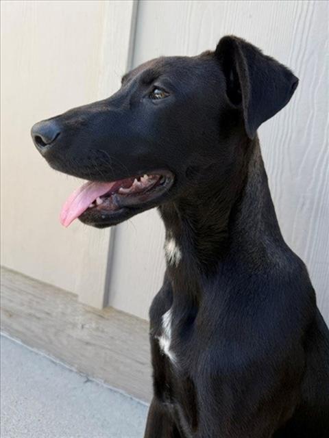 GRETCHEN*, an adoptable Doberman Pinscher in Santa Cruz, CA