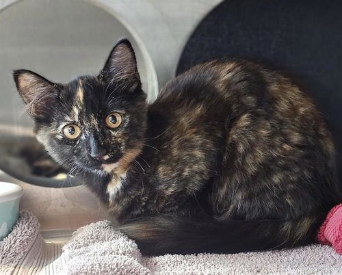 Freckle*