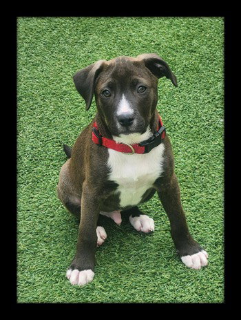 Onyx*