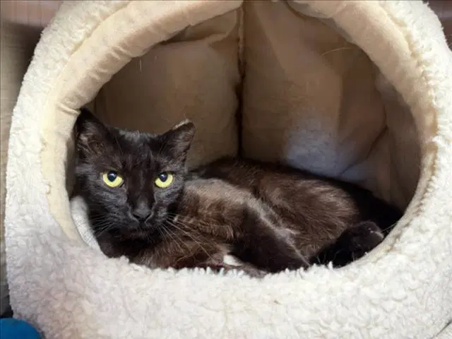 Athos - Domestic Short Hair