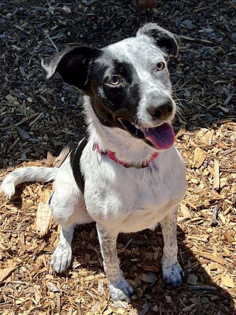 Dottie