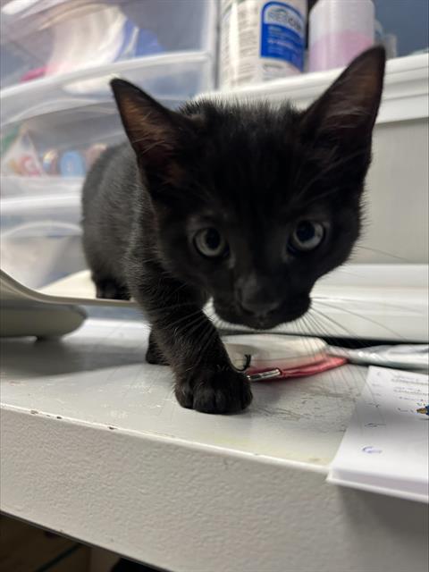 Thunder*