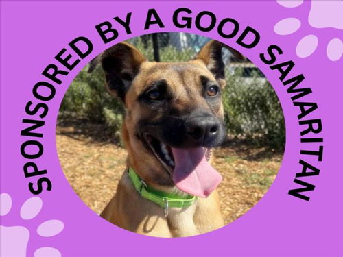 picture of the dog needing adoption