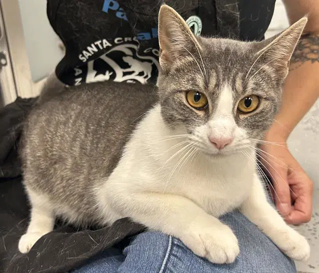 Zelda - Domestic Short Hair