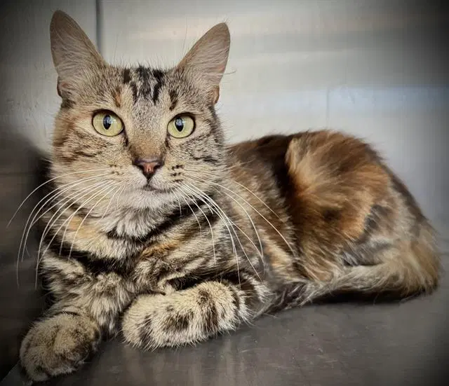 Raine - Domestic Medium Hair