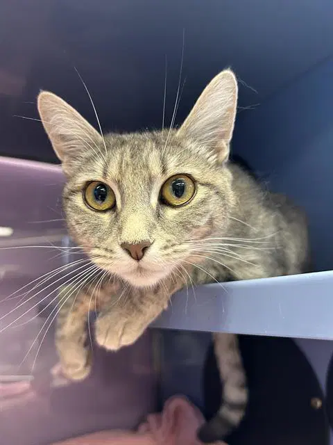 Veronica - Domestic Short Hair