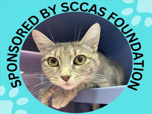 picture of the cat needing adoption