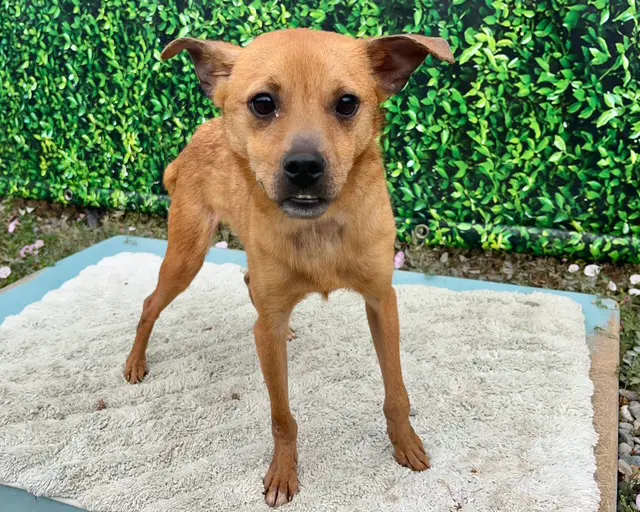 Frankie - Chihuahua