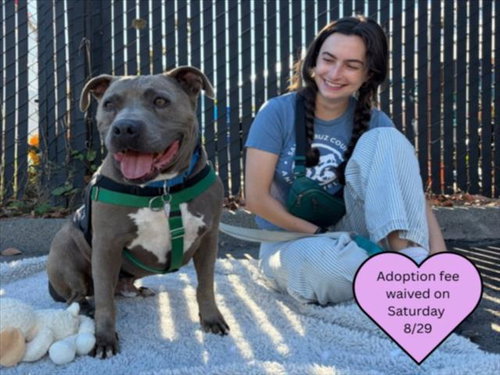 picture of the dog needing adoption