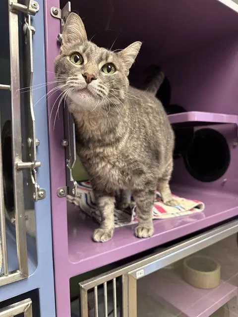 Angel - Domestic Short Hair
