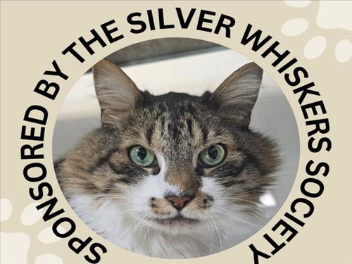 picture of the cat needing adoption
