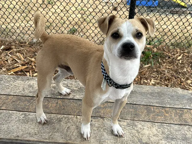 Malcolm - Terrier