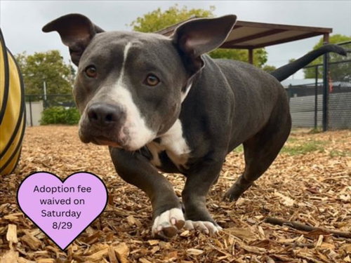 picture of the dog needing adoption