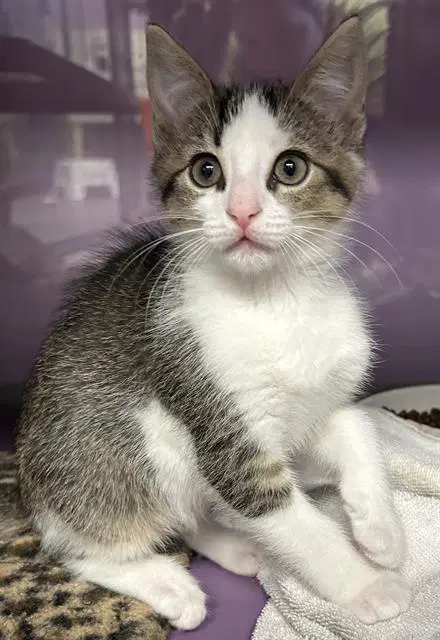 Princess Peach - Domestic Short Hair