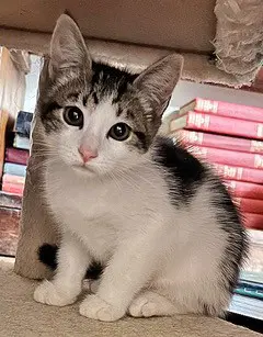 Cashew - Domestic Short Hair