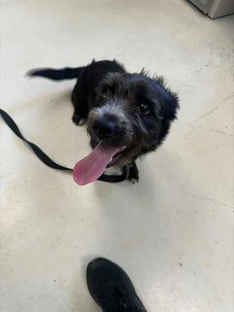 Max - Terrier