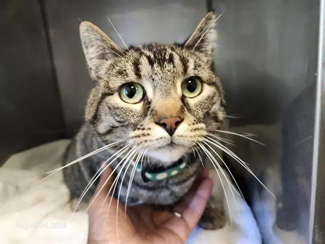 Hyde - Domestic Short Hair