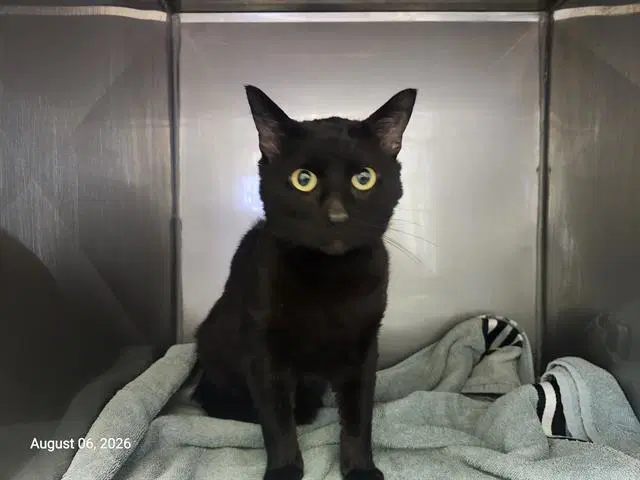 Big Cheese - Domestic Short Hair