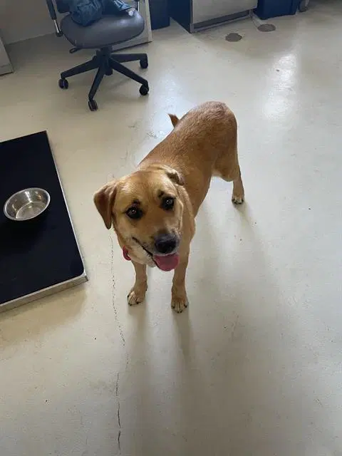 Annabelle - Labrador Retriever