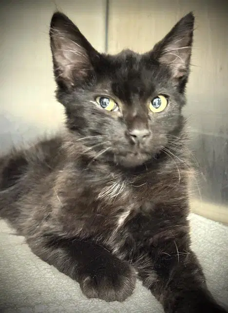 Tommy - Domestic Short Hair