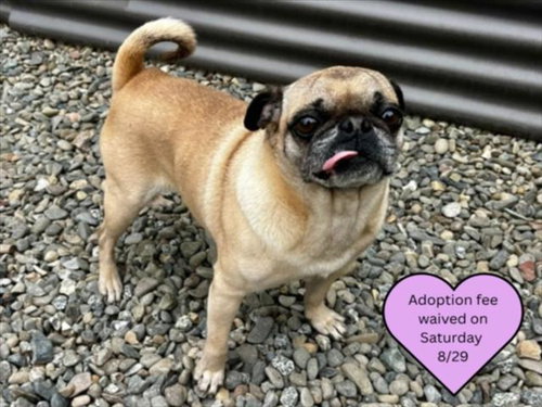 picture of the dog needing adoption